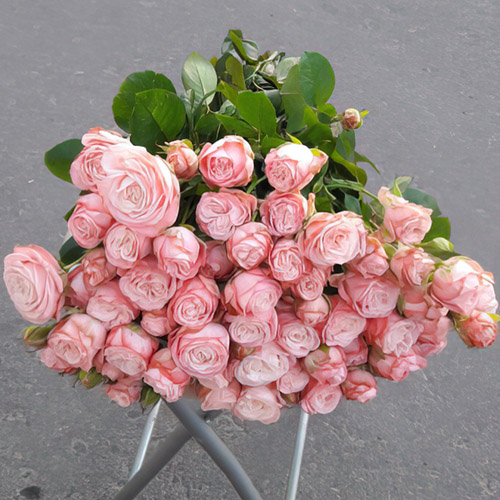 розовая кустовая роза в Покровске фото
