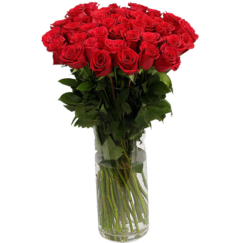 фото товара Троянда імпортна червона (поштучно) | «Роза Покровська»