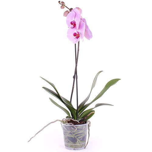 Фото товара Орхидея в Покровске