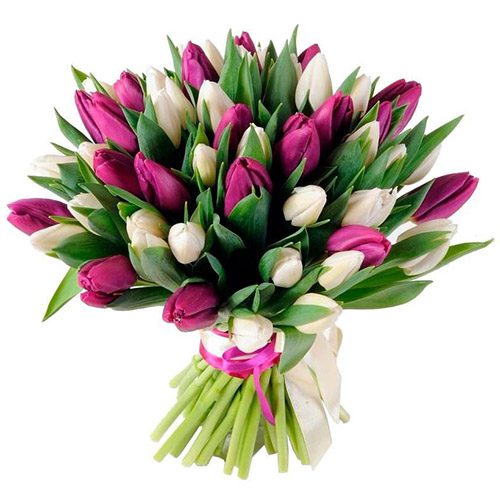 Фото товара 51 бело-пурпурный тюльпан (с лентой) в Покровске