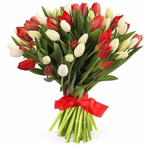 Фото товара 51 красно-белый тюльпан (с лентой) в Покровске