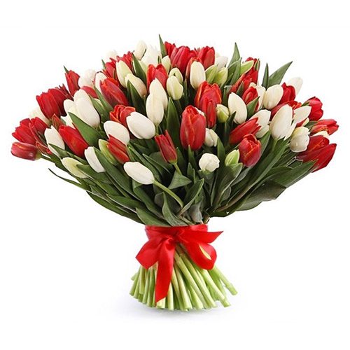 Фото товара 75 красно-белых тюльпанов (с лентой) в Покровске