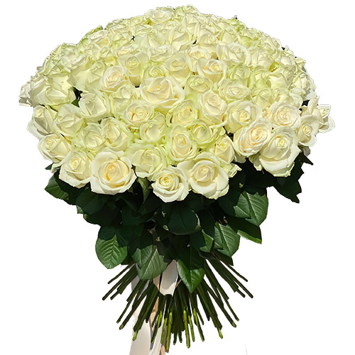 Фото товара 101 троянда біла в Покровске
